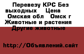 Перевезу КРС Без выходных  › Цена ­ 15 - Омская обл., Омск г. Животные и растения » Другие животные   